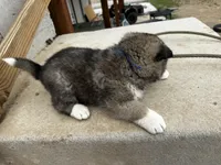 Brownie, a male Akita for sale in Hudson, CO – Photo 7 of 10