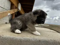 Brownie, a male Akita for sale in Hudson, CO – Photo 4 of 10