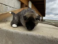 Brownie, a male Akita for sale in Hudson, CO – Photo 6 of 10