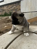 Brownie, a male Akita for sale in Hudson, CO – Photo 8 of 10