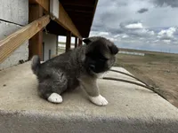 Brownie, a male Akita for sale in Hudson, CO – Photo 3 of 10
