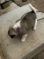 Bentley , a female Akita for sale in Hudson, CO – Photo 9 of 10