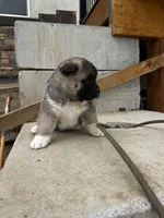 Brownie, a male Akita for sale in Hudson, CO – Photo 2 of 10