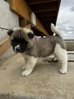 Bentley , a female Akita for sale in Hudson, CO – Photo 10 of 10
