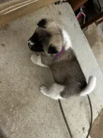 Bentley , a female Akita for sale in Hudson, CO – Photo 8 of 10