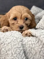 Truffle, a male Cockapoo and Maltipoo for sale in Hudson, CO – 3 of 4