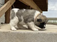Tig, a male Akita for sale in Hudson, CO – Photo 9 of 10