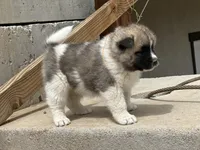 Tig, a male Akita for sale in Hudson, CO – Photo 5 of 10
