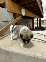 Tig, a male Akita for sale in Hudson, CO – Photo 2 of 10