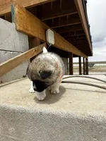 Tig, a male Akita for sale in Hudson, CO – Photo 4 of 10