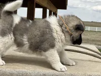 Tig, a male Akita for sale in Hudson, CO – Photo 6 of 10