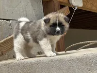 Tig, a male Akita for sale in Hudson, CO – Photo 8 of 10