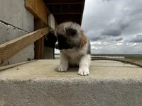 Tig, a male Akita for sale in Hudson, CO – Photo 3 of 10