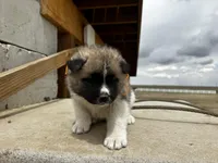 Tig, a male Akita for sale in Hudson, CO – Photo 1 of 10