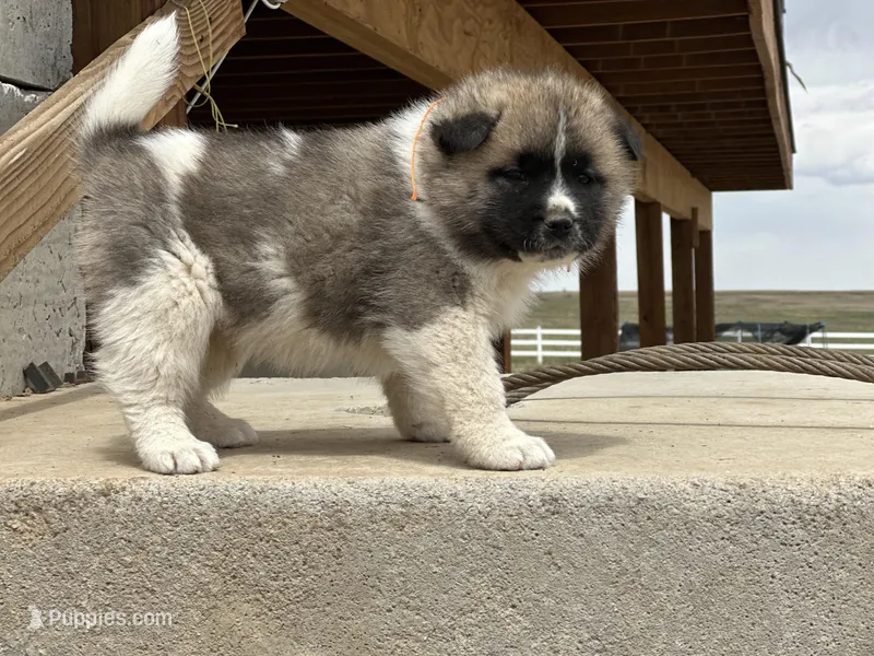 Tig – Akita puppy for sale in Hudson, CO