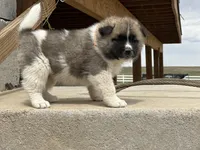 Tig, a male Akita for sale in Hudson, CO – Photo 7 of 10