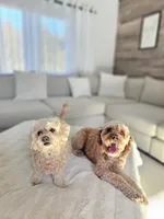 Rufus, a male Cockapoo for sale in Hudson, CO – 5 of 5