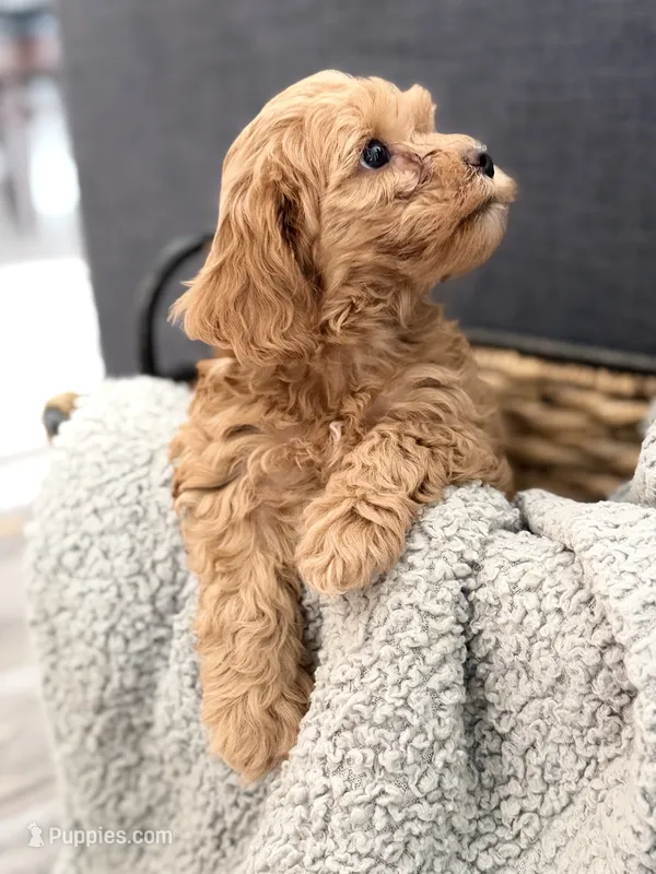 Truffle – Cockapoo puppy for sale in Hudson, CO