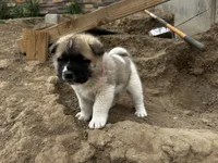 Rosie, a female Akita for sale in Hudson, CO – Photo 5 of 7