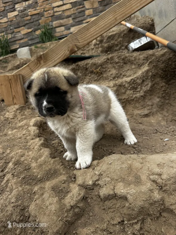 Rosie – Akita puppy for sale in Hudson, CO