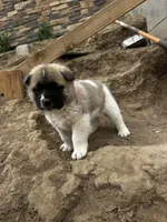 Rosie, a female Akita for sale in Hudson, CO – Photo 1 of 7