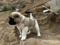 Rosie, a female Akita for sale in Hudson, CO – Photo 3 of 7