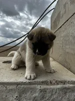 Rosie, a female Akita for sale in Hudson, CO – Photo 2 of 7
