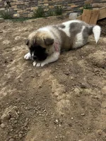 Rosie, a female Akita for sale in Hudson, CO – Photo 7 of 7