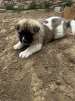 Rosie, a female Akita for sale in Hudson, CO – Photo 6 of 7