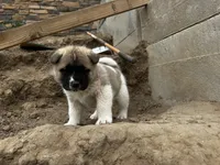 Rosie, a female Akita for sale in Hudson, CO – Photo 4 of 7
