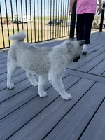 Bentley , a female Akita for sale in Hudson, CO – 6 of 10