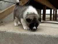 Leo, a male Akita for sale in Hudson, CO – Photo 3 of 10