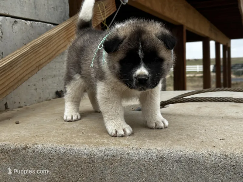 Leo – Akita puppy for sale in Hudson, CO