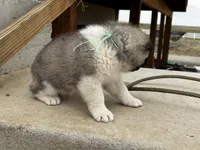 Leo, a male Akita for sale in Hudson, CO – Photo 4 of 10