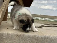Leo, a male Akita for sale in Hudson, CO – Photo 7 of 10