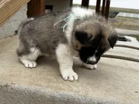 Leo, a male Akita for sale in Hudson, CO – Photo 5 of 10