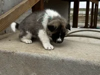 Leo, a male Akita for sale in Hudson, CO – Photo 6 of 10