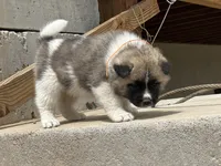 Tig, a male Akita for sale in Hudson, CO – Photo 10 of 10