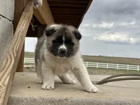 Leo, a male Akita for sale in Hudson, CO – Photo 2 of 10