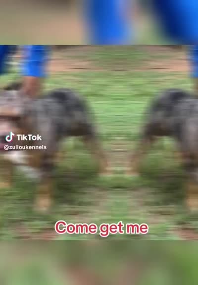 Future , a male American Bully for sale in Decatur, AL – 2 of 3
