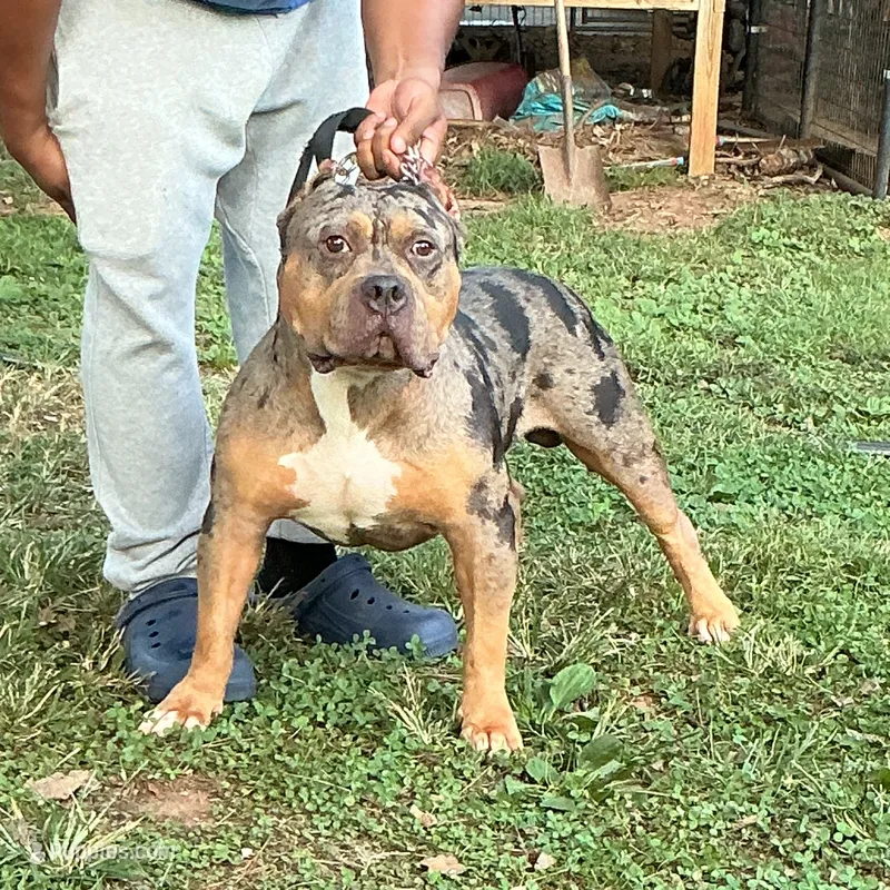 Future  – American Bully puppy for sale in Decatur, AL
