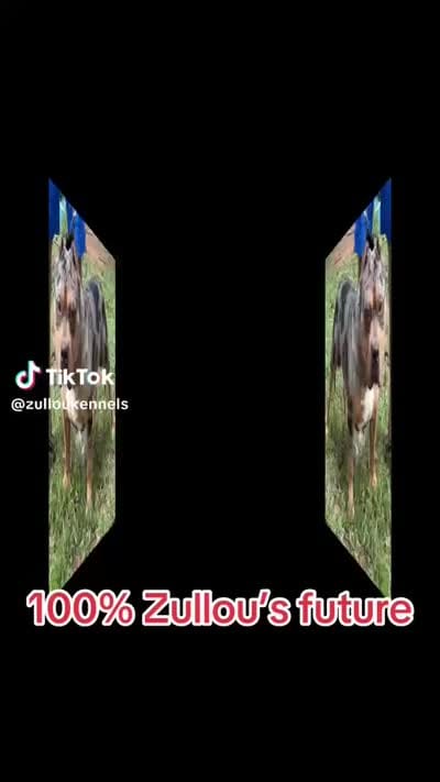 Future , a male American Bully for sale in Decatur, AL – 3 of 3