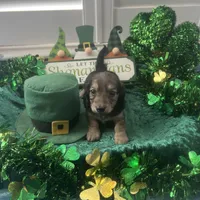 AKC Boy - Leo - shaded cream brindle, a male Miniature Dachshund for sale in DeLand, FL – Photo 4 of 6