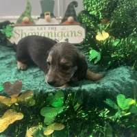AKC Boy - Leo - shaded cream brindle, a male Miniature Dachshund for sale in DeLand, FL – Photo 1 of 6