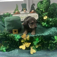 AKC Boy - Leo - shaded cream brindle, a male Miniature Dachshund for sale in DeLand, FL – Photo 5 of 6