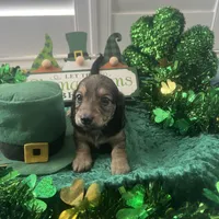 AKC Boy - Leo - shaded cream brindle, a male Miniature Dachshund for sale in DeLand, FL – Photo 2 of 6