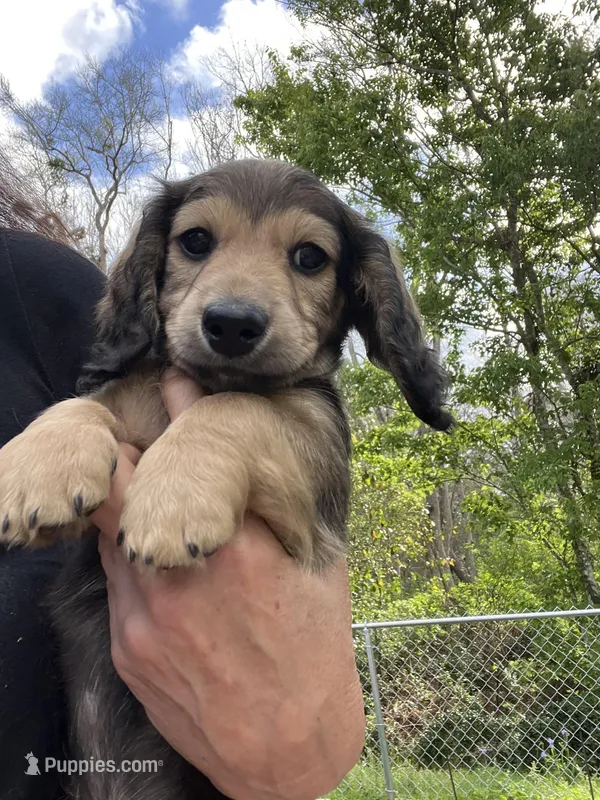AKC Boy - Leo - shaded cream brindle – Miniature Dachshund puppy for sale in DeLand, FL
