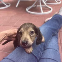 AKC Boy - Leo - shaded cream brindle, a male Miniature Dachshund for sale in DeLand, FL – Photo 6 of 6