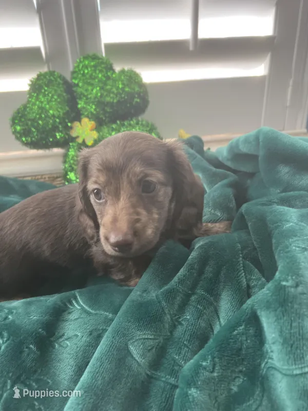 AKC Boy - Hershey- Chocolate Brindle