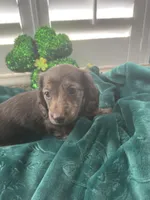 AKC Boy - Hershey- Chocolate Brindle, a male Miniature Dachshund for sale in DeLand, FL – Photo 1 of 5